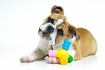 DID YOU SAY SOMETHING, dog, bulldog, puppy, adorable HD wallpaper