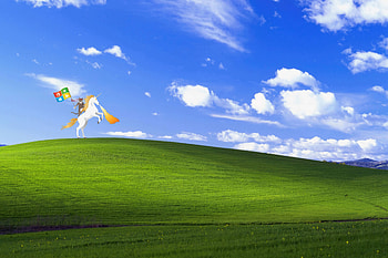 Ninja Cat Window Bliss, windows, windows-xp, funny, computer, cat HD wallpaper