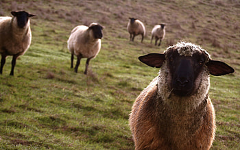 Beautiful sheep , Captivating 1920x1200 resolution, Elegant wooly creatures, Stunning visual HD wallpaper