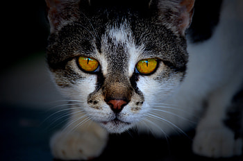 Yellow eyes, fur, muzzle, feline, cat HD wallpaper