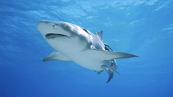 Shark, sea, water, ocean HD wallpaper