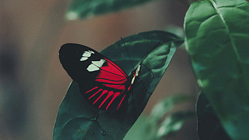 Red Black Lines Butterfly On Green Leaf Butterfly HD wallpaper