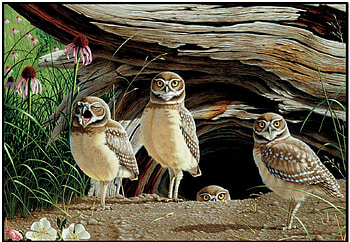 Owlets, owls, peeking, rocks, nest HD wallpaper