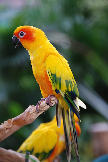 Animals, Parrots, Feather, Bird, Multicolored, Motley, Wings HD phone wallpaper