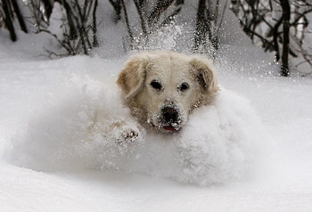 puppy for Ramya, winter, puppy, running, snow, nature HD wallpaper