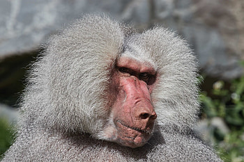 Hamadryas baboon art, Captivating portraits, Primate beauty, Artistic collection HD wallpaper