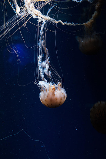 Animals, Sea, Jellyfish, Being, Creature, Tentacles, Under Water, Underwater HD phone wallpaper
