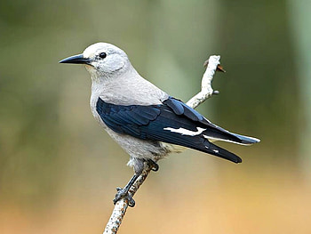 Beautiful Bird, cool, beautiful, bird HD wallpaper