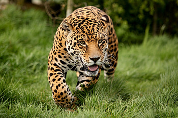 Animals, Leopard, Predator, Big Cat, Run Away, Run HD wallpaper