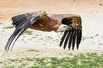 vulture , backgrounds, Stunning bird visuals, Awe-inspiring HD wallpaper