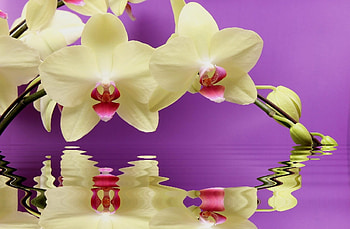 Flowers, Water, Reflection, Branch, Orchid HD wallpaper