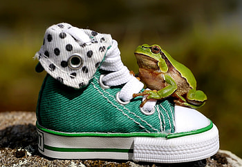 I want you, animal, white, green, funny, shoe, love for shoes, frog HD wallpaper