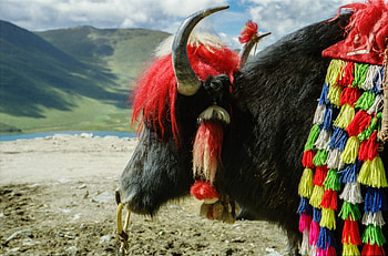 Yak, Asian allure, Cultural treasures, Stunning graphy HD wallpaper