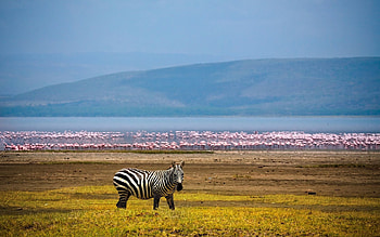 Animals, Background, Zebra, Flamingo, Lake, Africa HD wallpaper