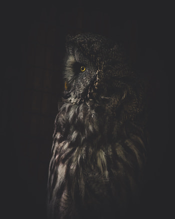 Animals, Owl, Dark, Bird, Predator, Looks, Turned, Rotated HD phone wallpaper
