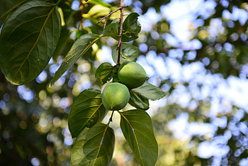 Food, Branch, Fruit, Fetus, Persimmon HD wallpaper