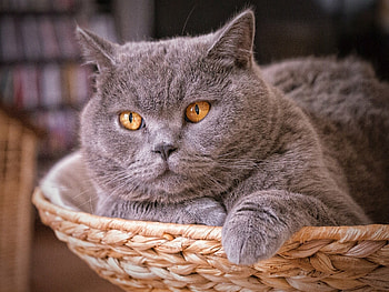 British Cat, High quality , Definition of elegance, Fantastic visuals HD wallpaper