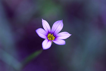 Plants, Flowers HD wallpaper