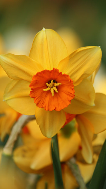 Daffodil, Flower HD phone wallpaper