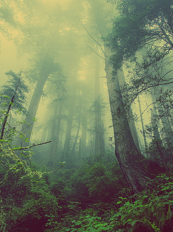 Foggy Forest, Forests HD phone wallpaper