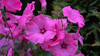 Hollyhocks, summer, pink, garden, flowers, nature HD wallpaper
