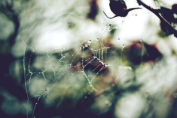 Background, Web, Macro, Blurred, Greased HD wallpaper