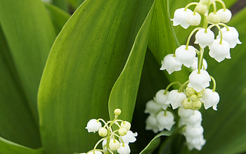 Lily of the Valley , Floral beauty, backgrounds, Nature HD wallpaper