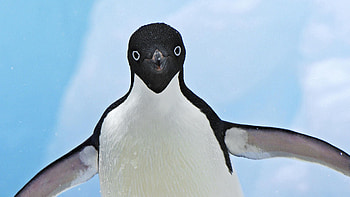 Animals, Muzzle, Wings, Wave, Penguin, Sweep HD wallpaper