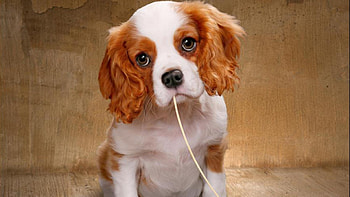 Spaghetti Dog, sweet, dogs, puppies, animals HD wallpaper