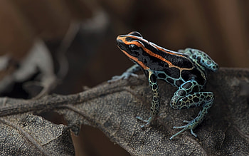 Red-backed poison frog, blue, animal, poison, ranitomeya ventrimaculata, frog, red-backed HD wallpaper