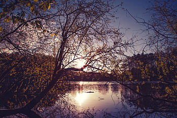 Yellow Trees Evening Dawn Lake Nature , nature, trees, evening, dusk, dawn HD wallpaper