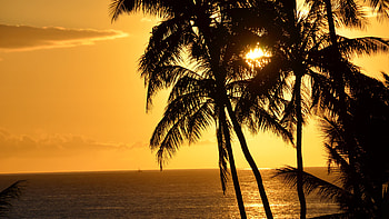 Palm Trees, Branches, Silhouette, Ocean, Tropics, Sunset, Yellow, Sky, Clouds, Dark, Background Dark Background HD wallpaper