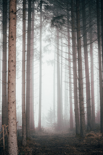 Nature, Trees, Pine, Forest, Fog HD phone wallpaper