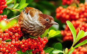 Animals, Flowers, Bird, Sparrow, Branches, Rowan HD wallpaper