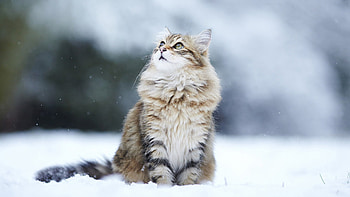 Maine Coon HD wallpaper