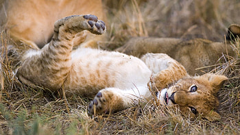Animals, Predator, Kid, Tot, Looks, Curiosity HD wallpaper