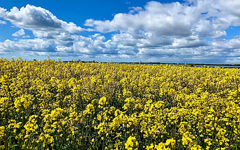 Rapeseeds in England, England, spring, rapeseed, field HD wallpaper