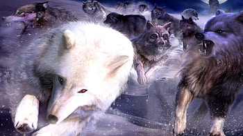 Wolf, animal, black, snow HD wallpaper