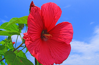 Flowers, Sky, Clouds, Bright, Hibiscus, Sunny HD wallpaper