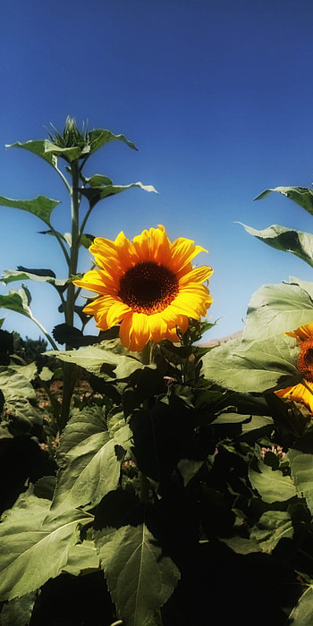 sunflower, tarım, ayçiçeği, Çiçek HD phone wallpaper