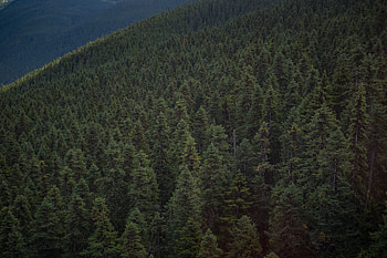 Nature, Canada, Forest, Elevation, Whistler HD wallpaper