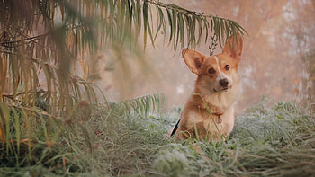 Animal, corgi HD wallpaper