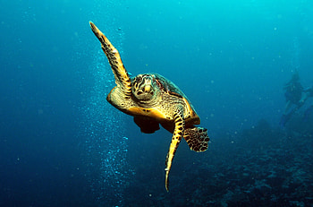 Underwater, Aquatic animal, turtle, animal HD wallpaper