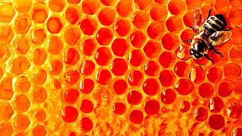 Beehive, , Nature HD wallpaper
