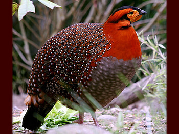 Beautiful Bird, colorful, beautiful, bird HD wallpaper