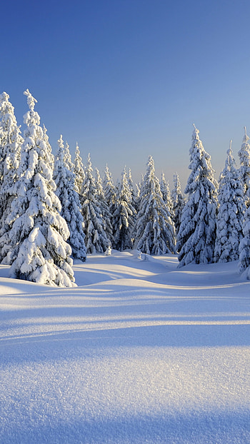 Winter's delight, Snowy scenery, nature , Nature's tranquility HD phone wallpaper