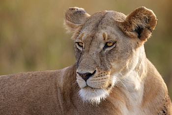 Animals, Predator, Big Cat, Sight, Opinion, Lioness HD wallpaper