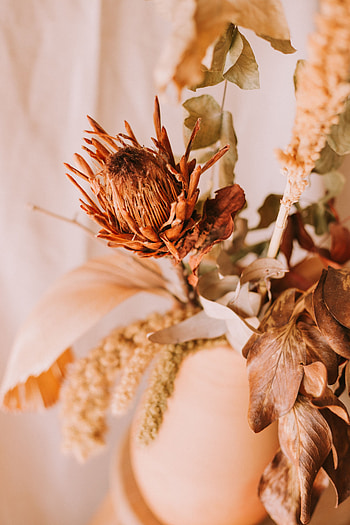 Flowers, Flower, Plant, Close-Up, Dry HD phone wallpaper