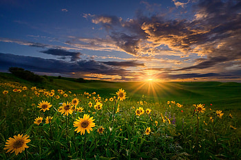 Radiant Sunrise Over Blooming Meadow - Natural Landscape, landscape, nature, sunrise HD wallpaper
