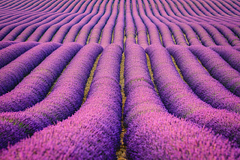 Lavender field, Purple flower, Summer HD wallpaper